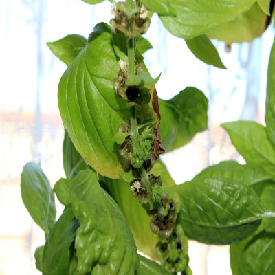 Budding Basil Plant